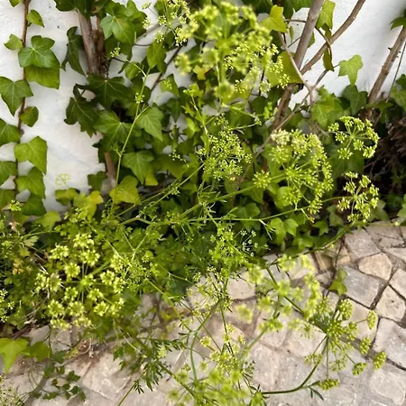 בית נופש Patio Da Varzea