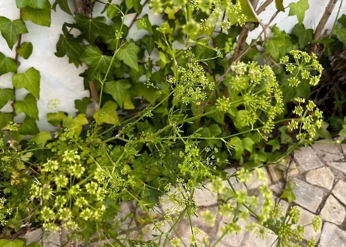 Будинок відпочинку Patio Da Varzea